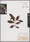 Foto von Salix caprea L. x Salix eleagnos Scop.